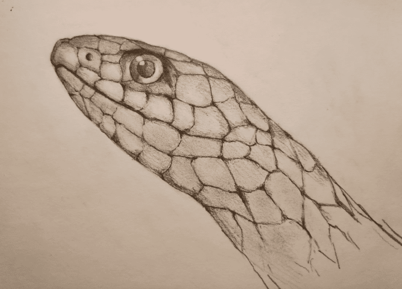 Drawing of a snake