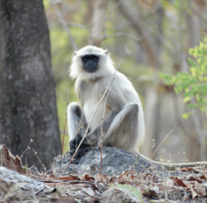 A Black-Faced Langur, one of several leaf and fruit eating monkeys referred to in “The Adventure of the Creeping Man.”