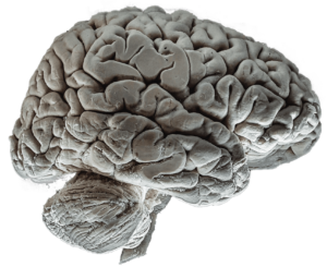 Human brain, the subject of neurophobia or neuroavoidance