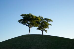 A lonely couple. Photo of two trees on a hill by Dr. Anthony Papagiannis