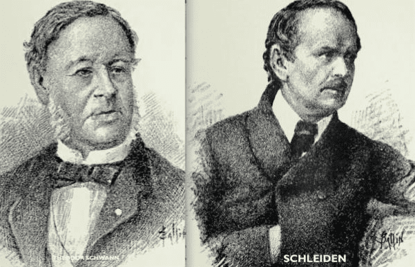 Left: Theodor Schwann, with a bowtie and sideburns; Right: Matthias Jakob Schleiden, with a mustache and his hand in the breast of his coat