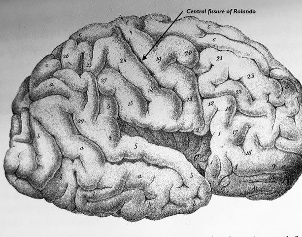 Diagram of brain showing the central fissure of Rolando or the central sulcus toward the middle as named after Luigi Rolando