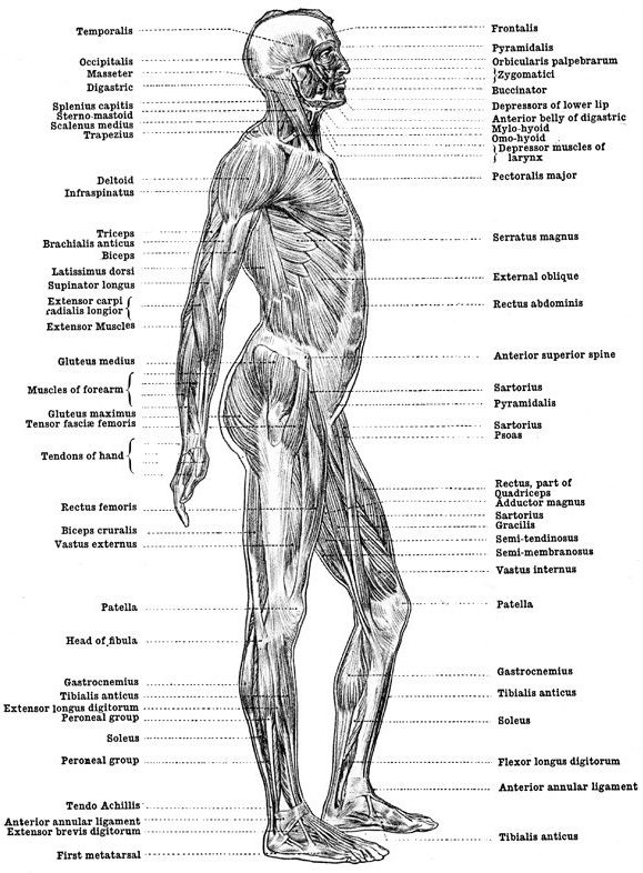 Body language: The history of medical terminology - Hektoen International